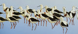 The Field Guide to the Birds of Australia